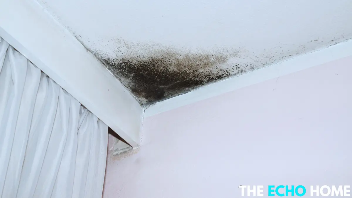 mold on bathroom ceiling